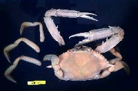 藏品(遠海梭子蟹)的圖片